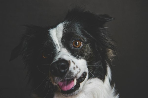 Wat zijn de unieke kenmerken van nachtdieren?