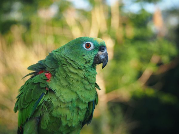 Hoe beïnvloeden dieren elkaars sociale hiërarchie?